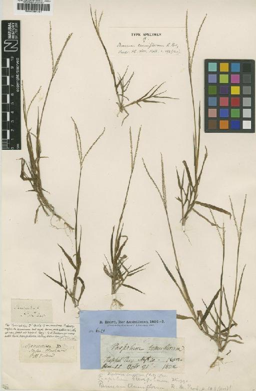 Digitaria longiflora (Retz.) Pers. - BM000991751