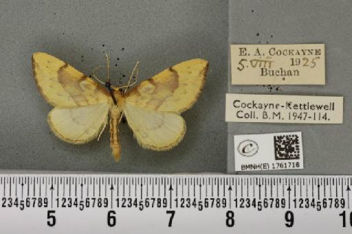 Gandaritis pyraliata ab. mediofasciata Lempke, 1949 - BMNHE_1761718_345343