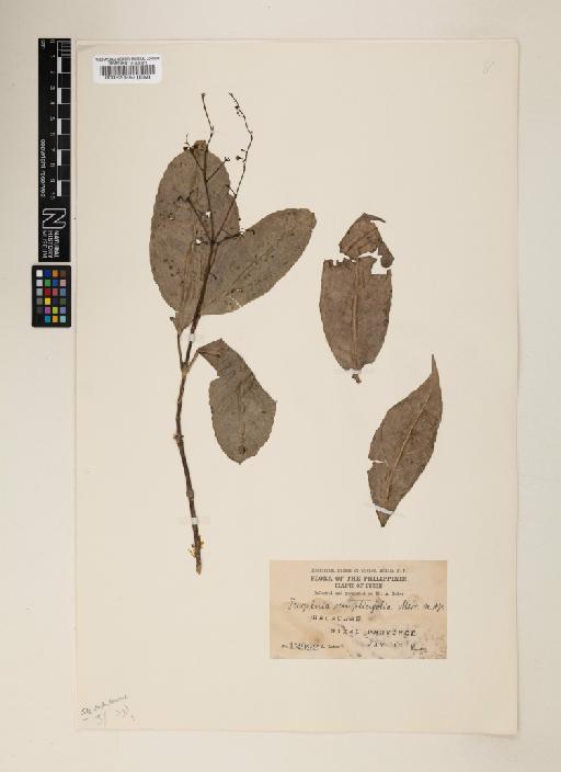 Dalrympelea simplicifolia - 000520952