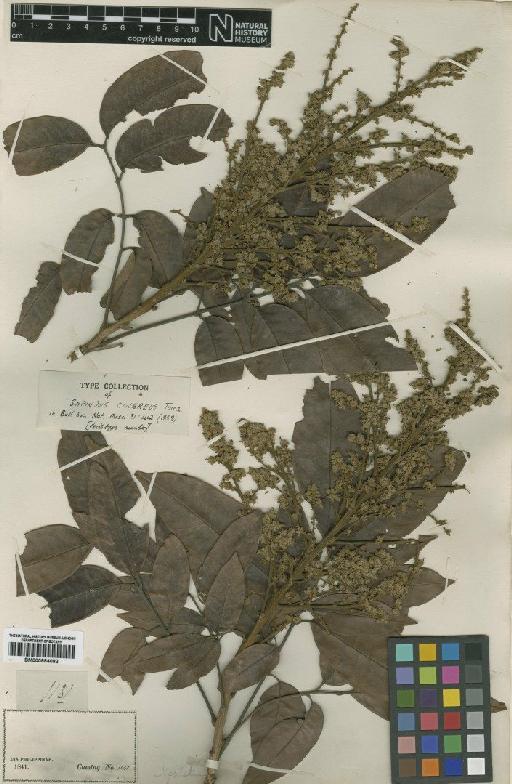 Dimocarpus longan subsp. malesianus Leenh - BM000884082