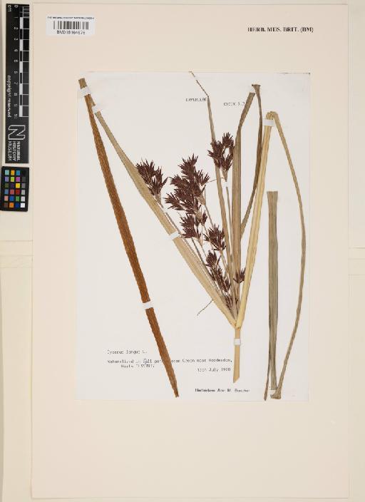 Cyperus longus L. - 015164676