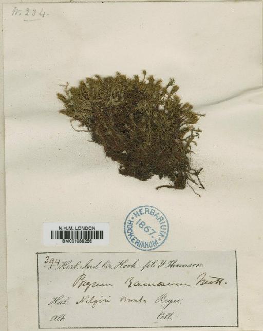 Bryum billarderi Schwägr. - BM001086256