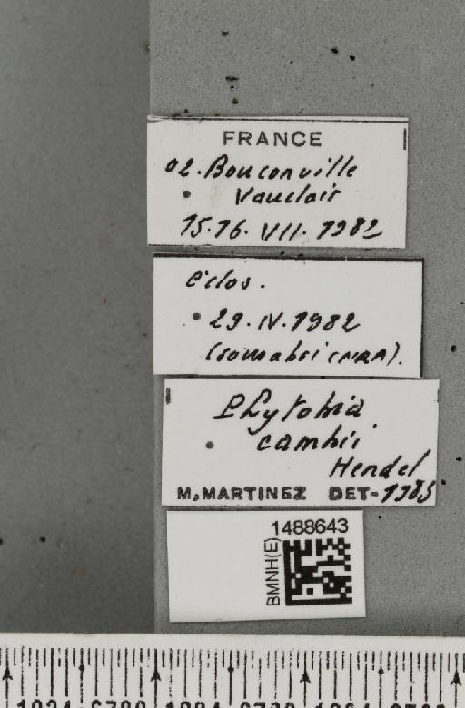 Phytobia cambii (Hendel, 1931) - BMNHE_1488643_label_52490