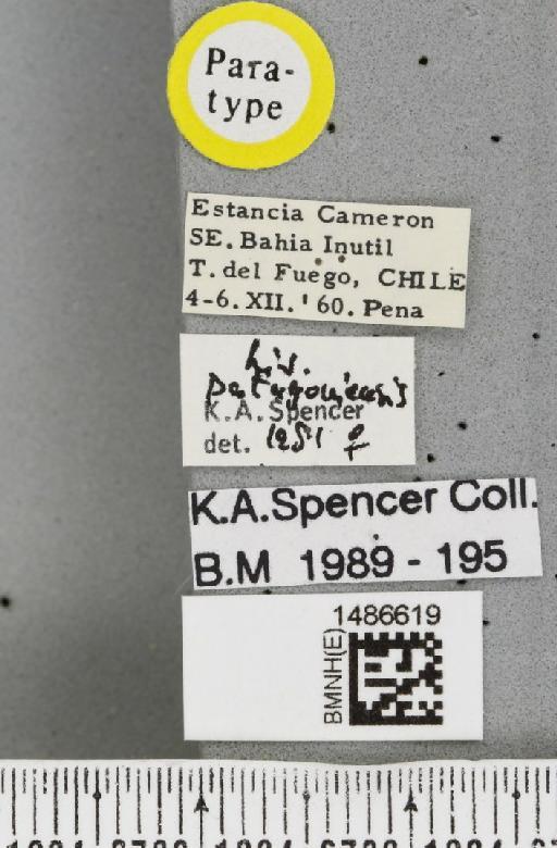 Liriomyza patagoniensis Spencer, 1982 - BMNHE_1486619_label_50750