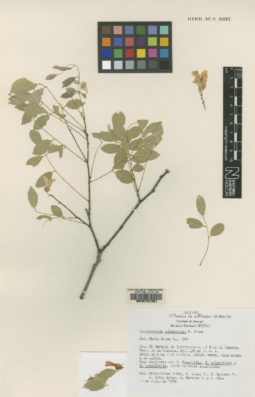Lonchocarpus schubertiae Sousa - BM000630851