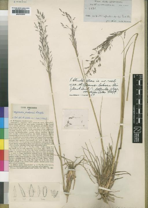 Eragrostis lappula Nees - BM000922995