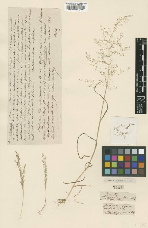 Poa persica subsp. persica Trin. - BM000551484
