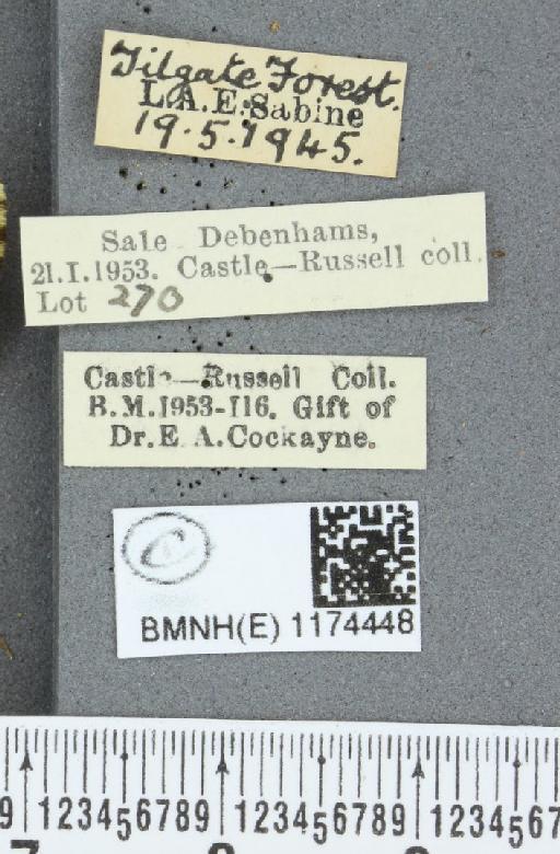 Boloria selene selene ab. halflantsi Cabeau, 1922 - BMNHE_1174448_label_29858