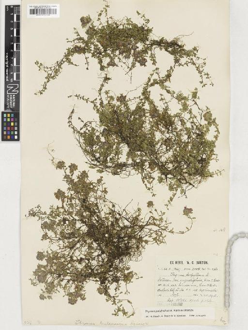 Thymus polytrichus subsp. britannicus (Ronniger) Kerguélen - BM001037034