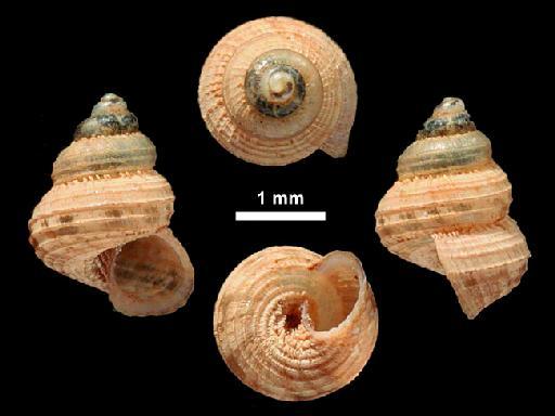 Cyathopoma procerum W. T. Blanford, 1868 - 20110227, LECTOTYPE & PARALECTOTYPES, Cyathopoma procerum Blanford, 1868