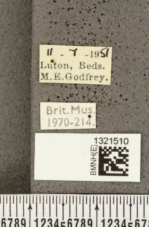 Crioceris (Crioceris) asparagi (Linnaeus, 1758) - BMNHE_1321510_label_11459