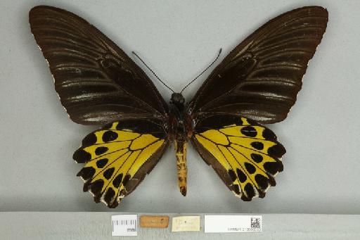 Troides helena heliconoides Moore, 1877 - 013606533_additional