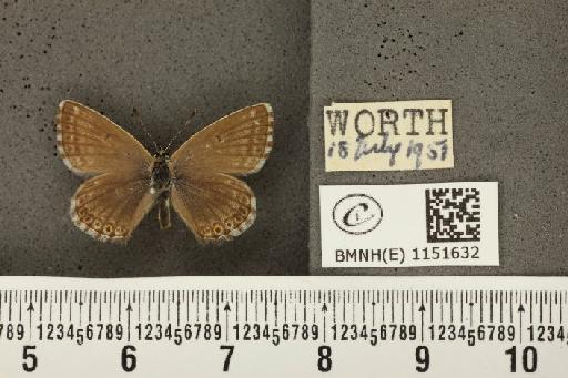 Lysandra coridon ab. minutissimus Tutt, 1910 - BMNHE_1151632_102856