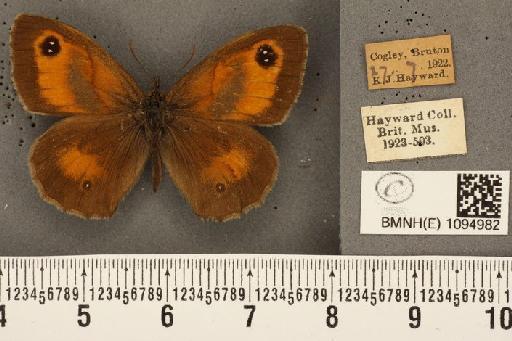 Pyronia tithonus britanniae (Verity, 1914) - BMNHE_1094982_5831
