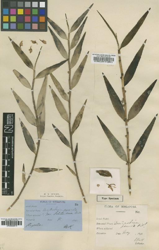 Dendrobium pensile Ridl. - BM000958078