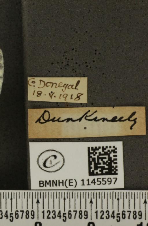 Pieris napi britannica Müller & Kautz, 1939 - BMNHE_1145597_label_99964