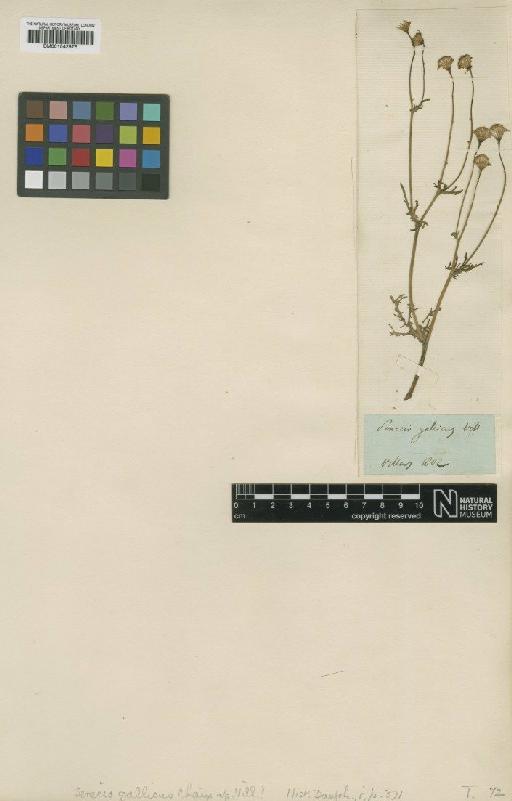 Senecio gallicus Chaix - BM001042975