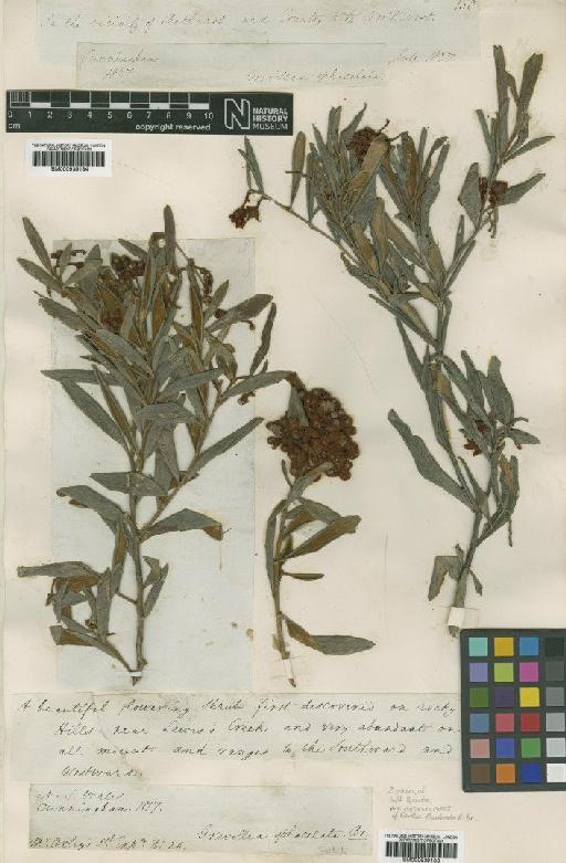 Grevillea floribunda R.Br. - BM000939184