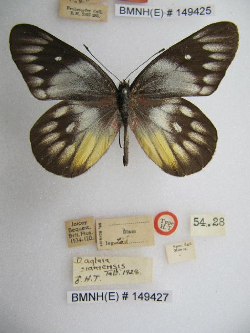 Delias pasithoe siamensis Talbot, 1928 - BMNH(E)149427_Delias pasithoe siamensis_Talb