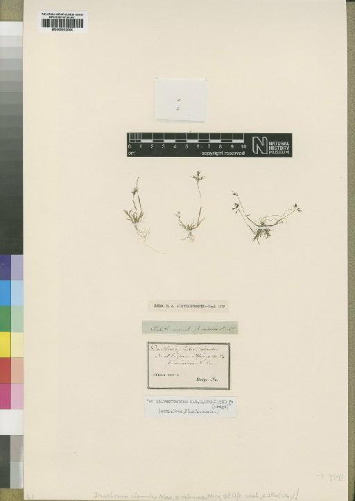 Pentaschistis airoides (Nees) Stapf - BM000922865