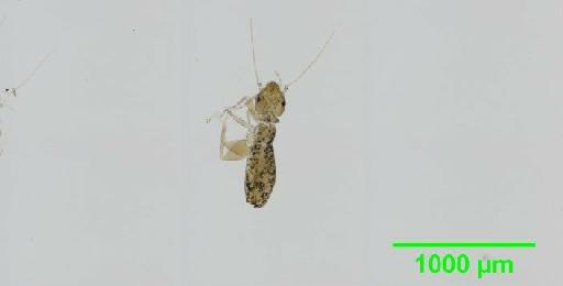 Liposcelis pubescens Broadhead & Richards, 1947 - 010150939__2016_03_17_s4