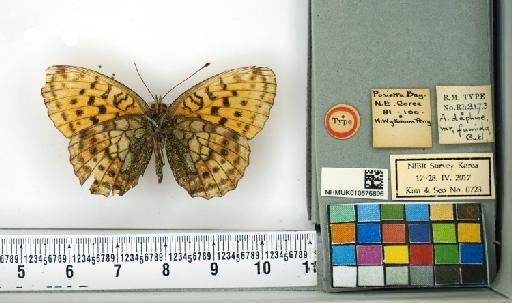 Brenthis daphne Schiffermüller - NHMUK010576896_Brenthis_daphne_(Denis et Schffermuller)_Type_ventral