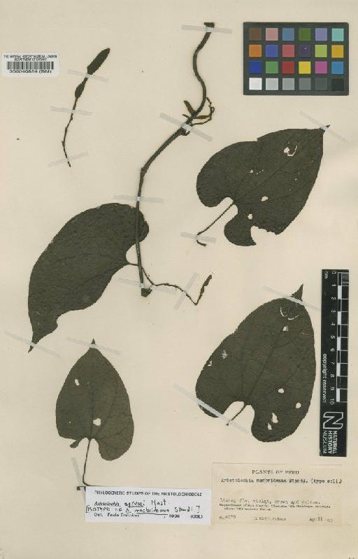 Aristolochia sprucei Mast. - BM000040884