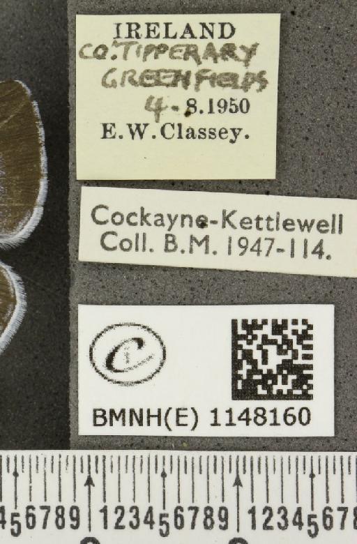 Celastrina argiolus britanna ab. argiolus-lata Tutt, 1908 - BMNHE_1148160_label_111229