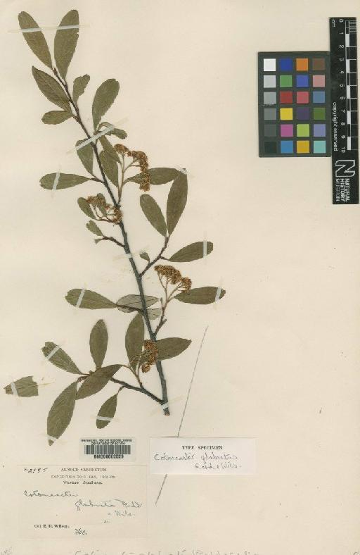 Cotoneaster glabratus Rehder & E.H.Wilson - BM000602229