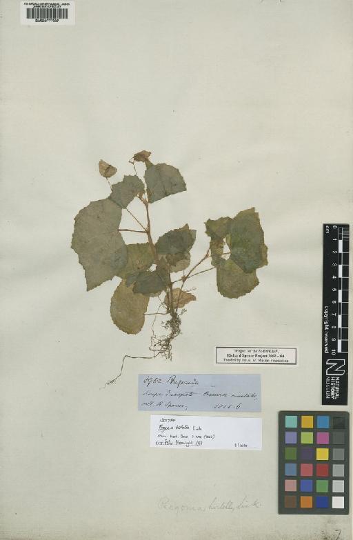 Begonia hirtella Link - BM000777907