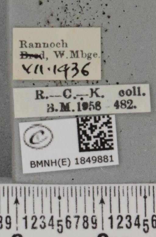 Macaria brunneata (Thunberg, 1784) - BMNHE_1849881_label_423159