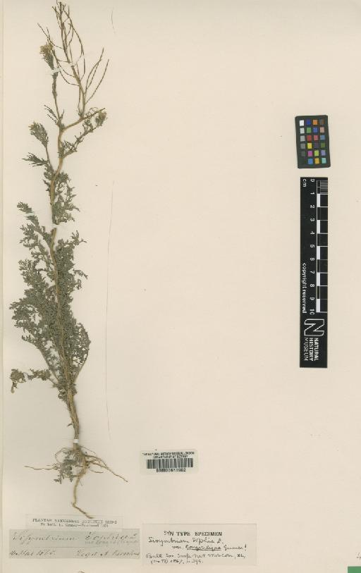 Descurainia sophia (L.) Webb ex Prantl - BM000613982