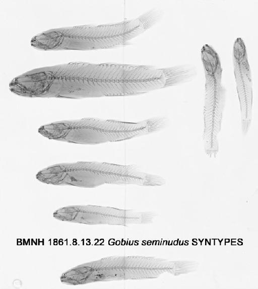 Gobius seminudus Günther, 1861 - BMNH 1861.8.13.22, SYNTYPES, Gobius seminudus
