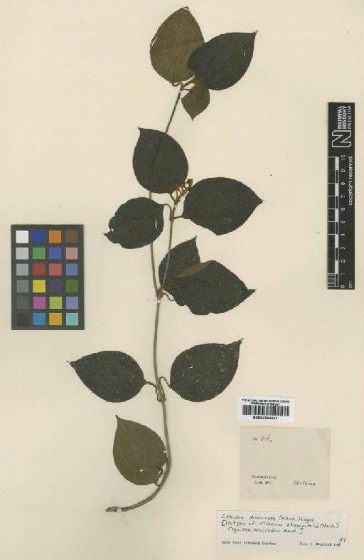 Leandra divaricata (Naudin) Cogn. - BM000884551