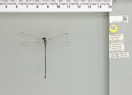 Pseudagrion pruinosum (Burmeister, 1839) - 012495540_803685_1256682_2