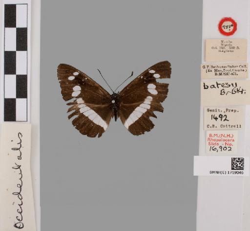 Neptis occidentalis Rothschild - BMNH(E)#1719046_Neptis_occidentalis_batesii_Hall_type_male_labels