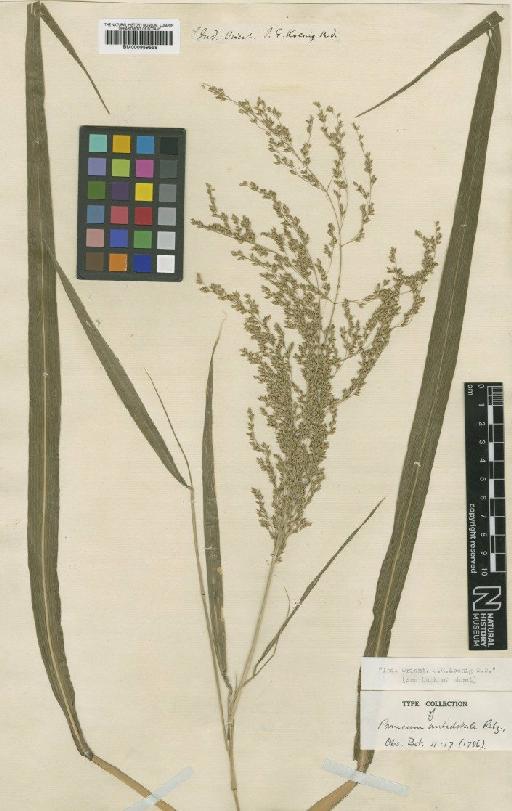 Panicum antidotale Retz. - BM000959558