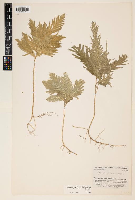 Selaginella parkeri (Hook. & Grev.) Spring - 001026140