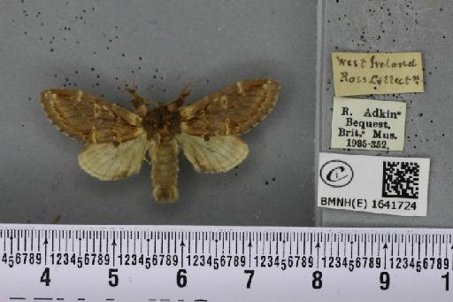 Notodonta dromedarius ab. dromedarulus Haworth, 1803 - BMNHE_1641724_244177