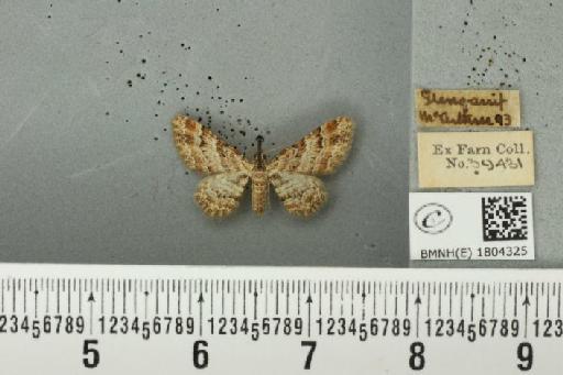 Gymnoscelis rufifasciata (Haworth, 1809) - BMNHE_1804325_376582