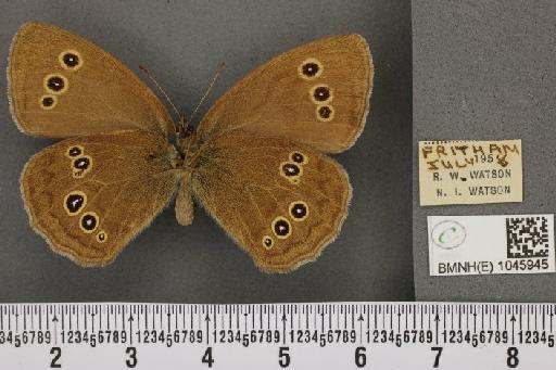 Aphantopus hyperantus ab. cuneata Gillmer, 1908 - BMNHE_1045945_21908