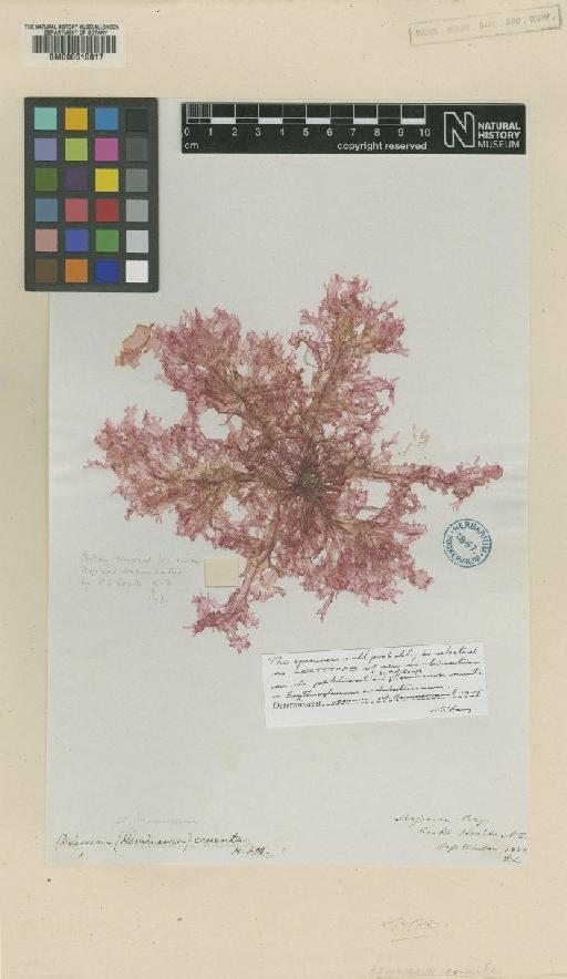 Erythroglossum undulatissimum (J.Agardh) Kylin - BM000610817