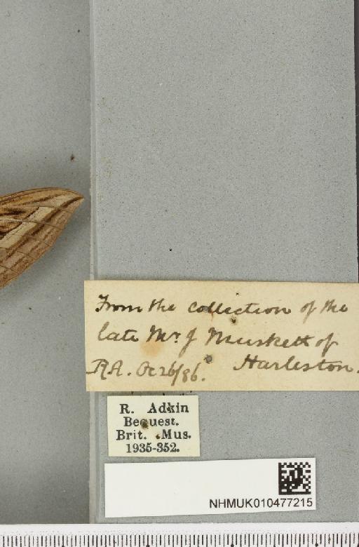 Hippotion celerio (Linnaeus, 1758) - NHMUK_010477215_label_534820