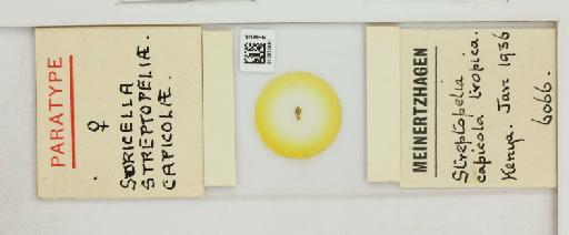 Columbicola streptopeliae capicolae Clay & Meinertzhagen, 1937 - 010672081_816420_1432008