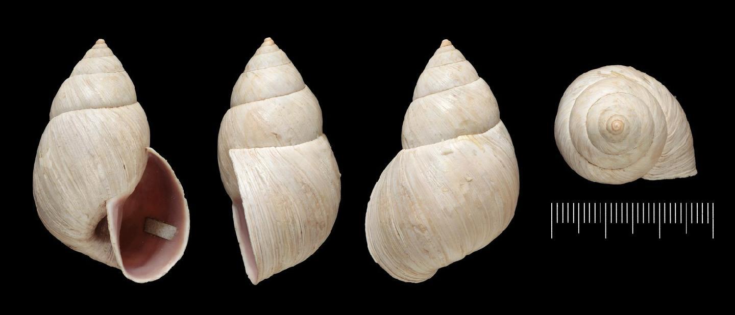 To NHMUK collection (Bulimus patasensis Pfeiffer, 1858; LECTOTYPE; NHMUK:ecatalogue:3506801)