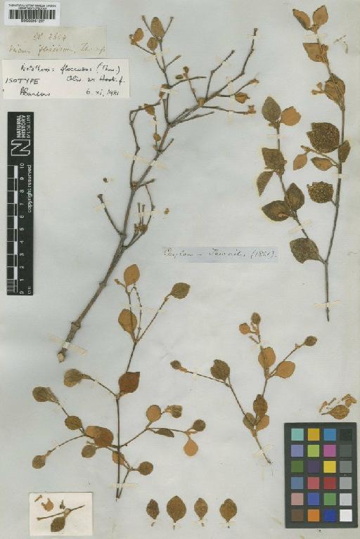 Notothixos floccosus (Thwaites) Oliv. ex Hook.f. - BM000951267