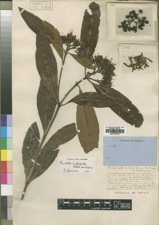 Pavetta nitidula - BM000903480