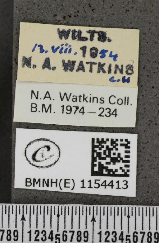 Lysandra coridon ab. albocrenata Tutt, 1910 - BMNHE_1154413_label_105587