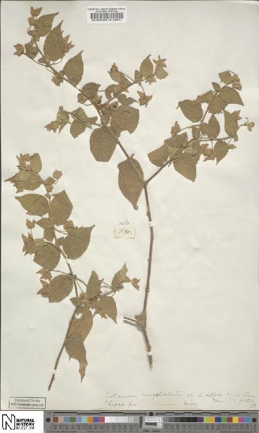 Solanum megalochiton var. villoso-tomentosum Wawra - BM000099878