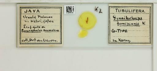 Liothrips fumipennis (Karny, 1913) - 014257338_833434_1608125_161184_Type